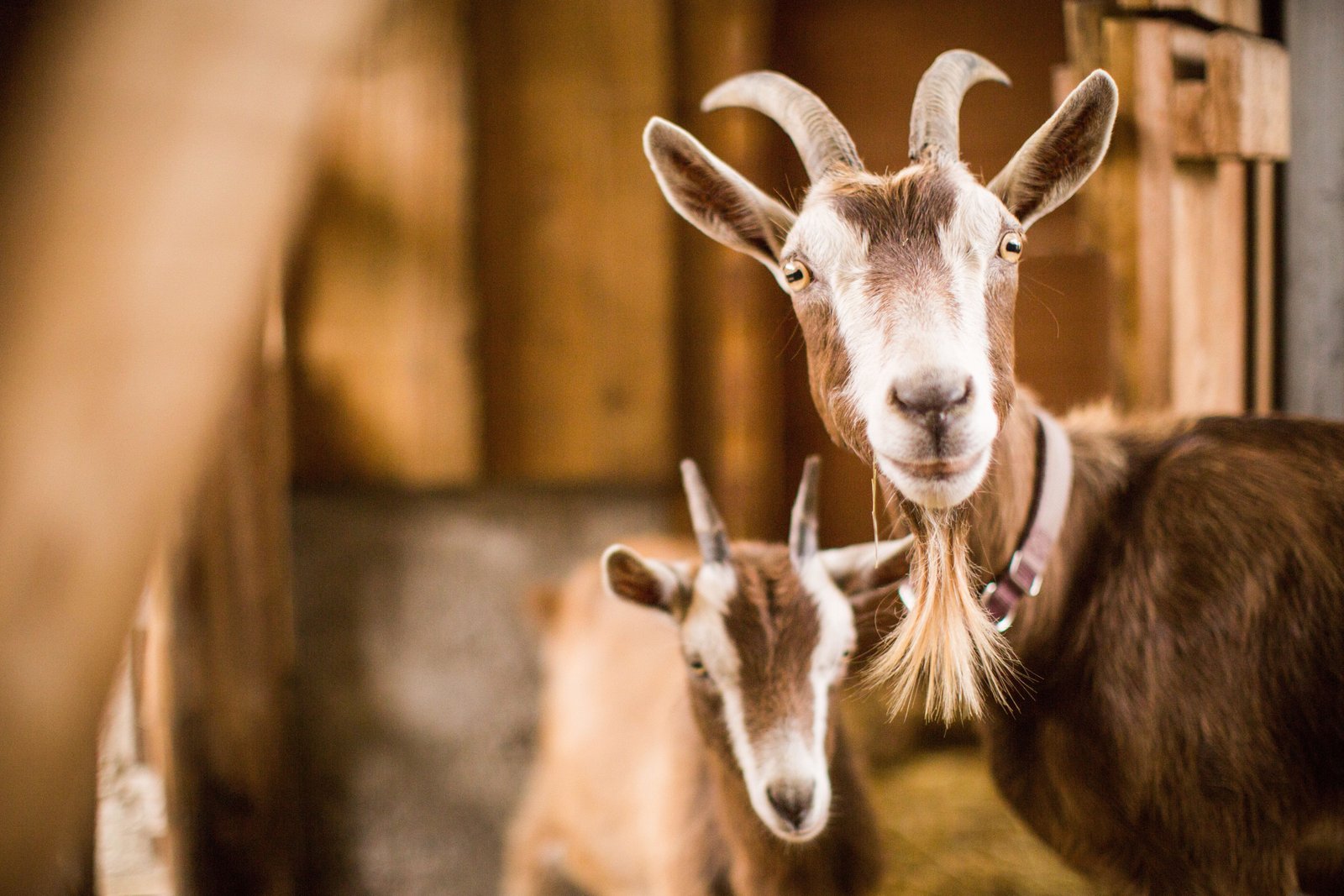 Healthy goat at Barakah Farms