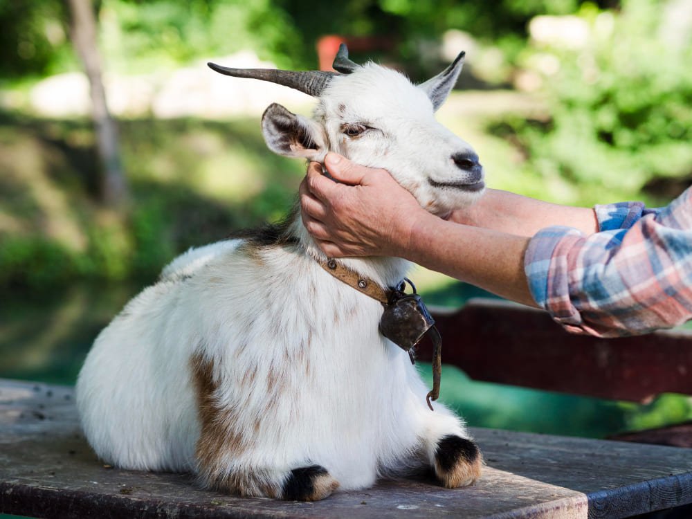 Ethically Raised Goats